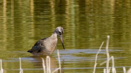Kıyı çamurçulluğu
