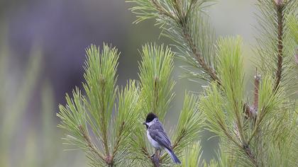Akyanaklı baştankara