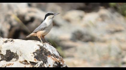 Büyük kaya sıvacısı