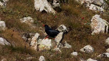 Kırmızıgagalı dağ kargası