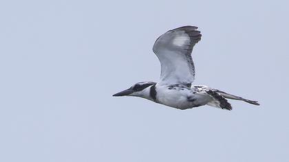 Alaca yalıçapkını