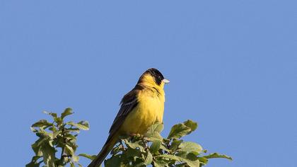 Karabaşlı kirazkuşu
