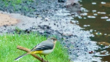 Dağ kuyruksallayanı