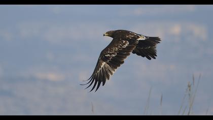 Büyük orman kartalı