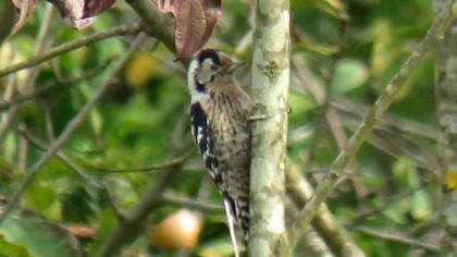 Küçük ağaçkakan