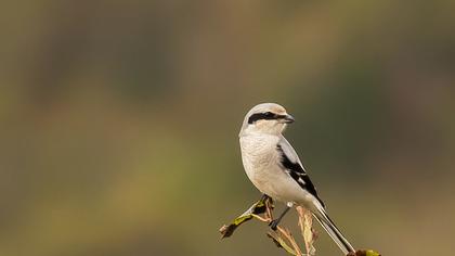 Büyük örümcekkuşu