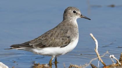 Sarıbacaklı kumkuşu