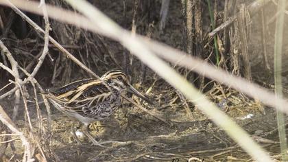 Küçük suçulluğu