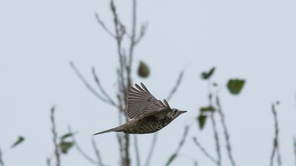 Mistle Thrush