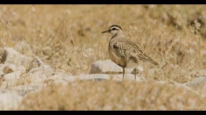 Eurasian Dotterel