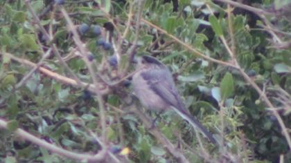 Uzunkuyruklu baştankara