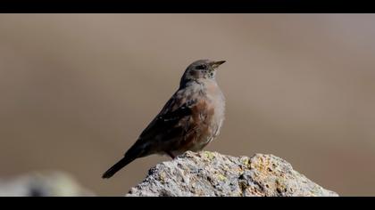 Büyük dağbülbülü