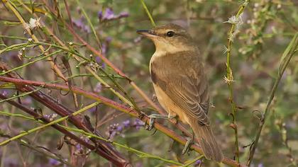 Büyük kamışçın