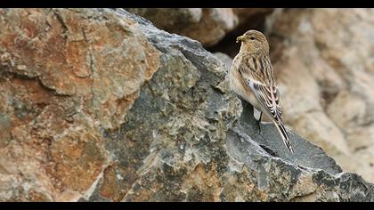 Sarıgagalı ketenkuşu