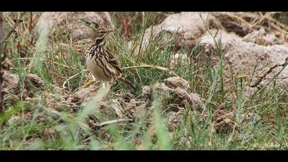 Kızılgerdanlı incirkuşu