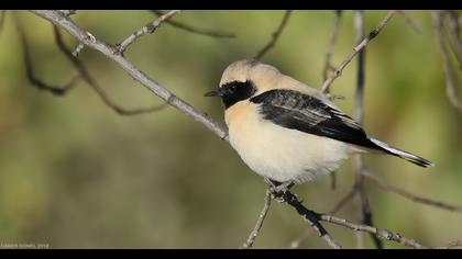 Karakulaklı kuyrukkakan
