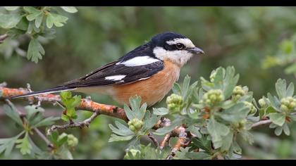 Maskeli örümcekkuşu