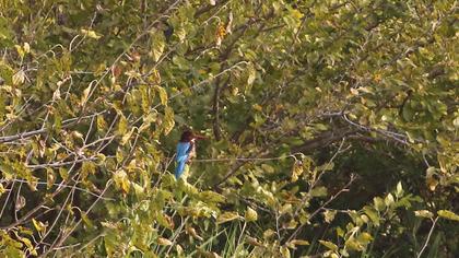İzmir yalıçapkını