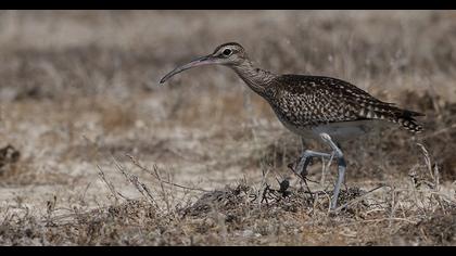 Sürmeli kervançulluğu