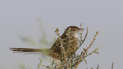 Dikkuyruklu ötleğen