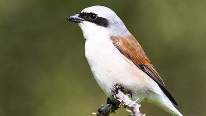 Kızılsırtlı örümcekkuşu