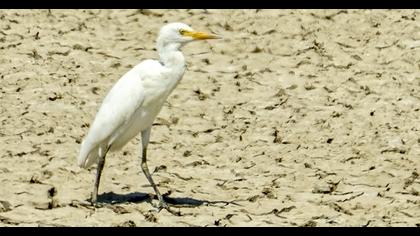 Sığır balıkçılı