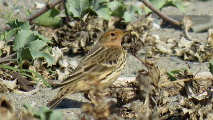 Kızılgerdanlı incirkuşu