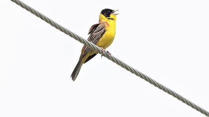 Karabaşlı kirazkuşu