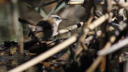 Bıyıklı kamışçın