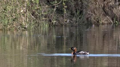 Kızılboyunlu batağan