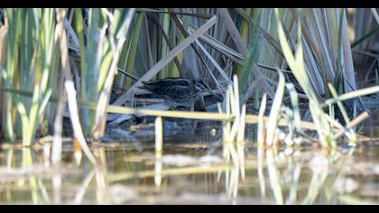 Küçük suçulluğu