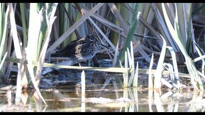 Küçük suçulluğu