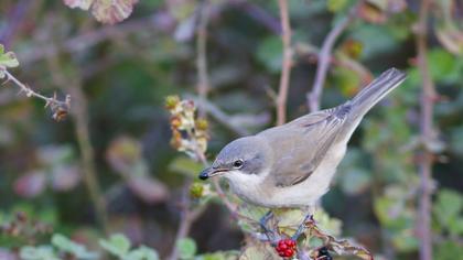 Küçük akgerdanlı ötleğen