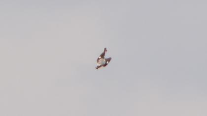 Karaalınlı örümcekkuşu