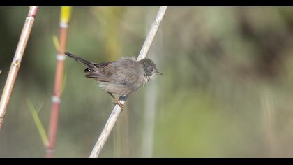 Bıyıklı ötleğen