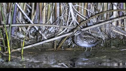 Küçük suçulluğu