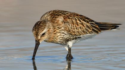 Karakarınlı kumkuşu