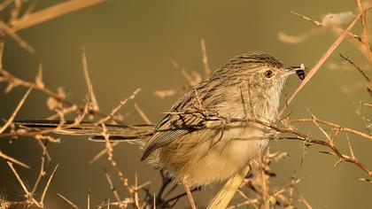 Dikkuyruklu ötleğen