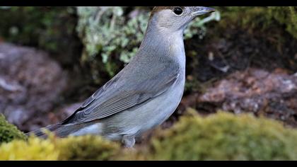 Karabaşlı ötleğen