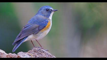 Mavikuyruklu bülbül