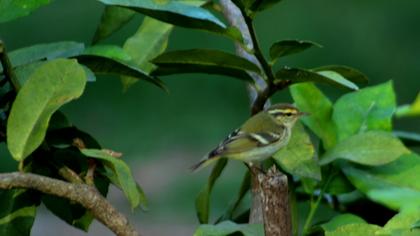 Sarıkaşlı çıvgın