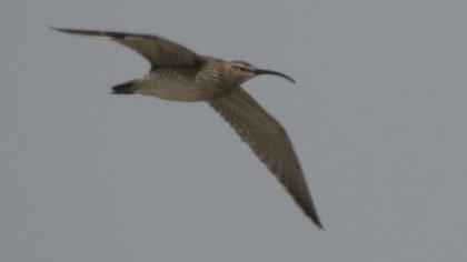 Sürmeli kervançulluğu