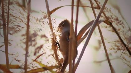 Bıyıklı baştankara