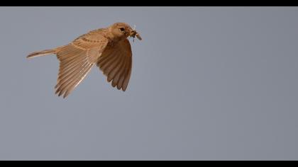 Türkistan çorak toygarı