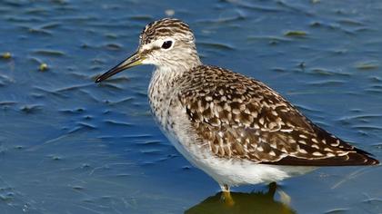 Orman düdükçünü