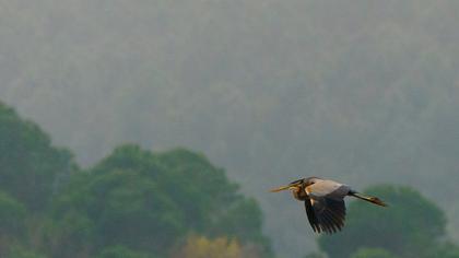 Erguvani balıkçıl