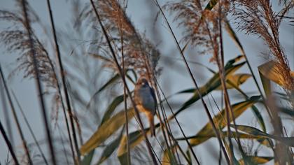 Bataklık Kirazkuşu