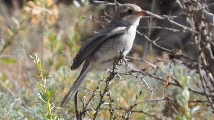Maskeli örümcekkuşu