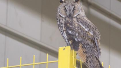 Kulaklı orman baykuşu