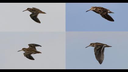 Küçük suçulluğu